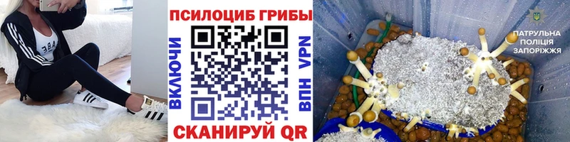 Псилоцибиновые грибы прущие грибы закладки Дыгулыбгей